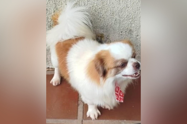 Cachorrinho Scoot é furtado em Umuarama; tutor busca informações