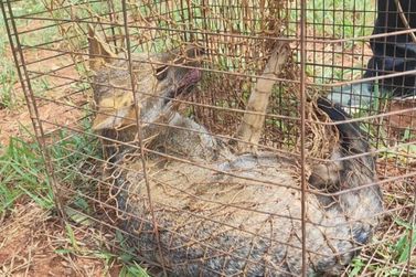 Cachorro-do-mato &eacute; encontrado em escola de Casa Branca &eacute; devolvido &agrave; natureza