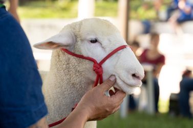 Expo Umuarama valoriza a ovinocultura com julgamento de reprodutores de elite