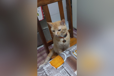 Gato desaparece em Umuarama; moradora busca por informações sobre Tico