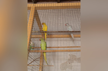 Pássaros da espécie Ring Neck desaparecem em Umuarama; dona pede ajuda