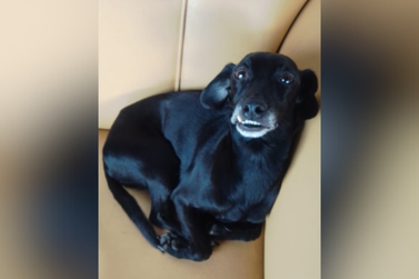 Tutor clama por ajuda para encontrar sua cachorrinha Lilica, sumida há 4 meses
