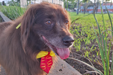 Tutora busca por Poller, cachorro idoso que fugiu de casa em Umuarama