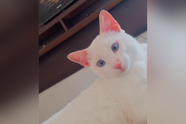 Você viu o Fred? Tutor procura por gatinho desaparecido em Umuarama