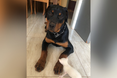 Cachorra Pandora desaparece e tutora pede ajuda para encontrá-la