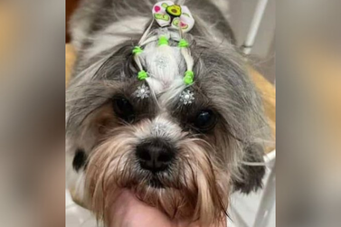 Cachorrinha Meg desaparece no bairro São Cristóvão em Umuarama