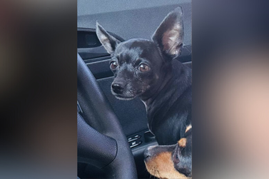 Cachorrinha Pulga desaparece em Umuarama e tutora pede ajuda para encontrá-la