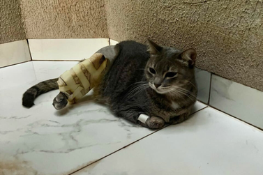 Gata Lia desaparece em Umuarama e tutora busca informações sobre seu paradeiro
