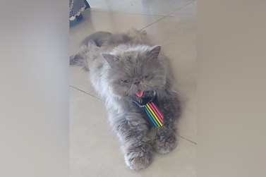 Gato Fumaça desapareceu na região do Alto São Francisco, em Umuarama