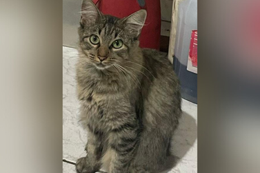 Tutora busca por Nayla, gatinha desaparecida no Jardim Social, em Umuarama