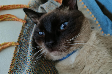Tutora procura por gatinho Mimo, desaparecido nas proximidades da praça Anchieta