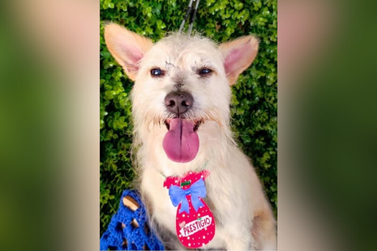 Alpino, cãozinho cego, desaparece no Jardim Novo Milênio em Umuarama