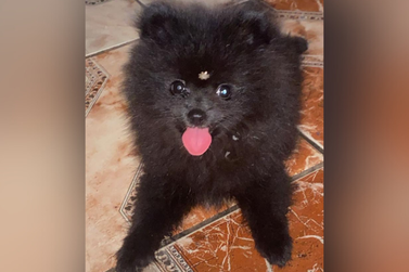 Cachorrinha Laila desaparece de casa e tutora pede ajuda para encontrá-la