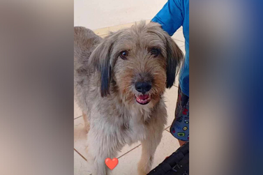 Família procura por cachorrinho Leon, desaparecido em Umuarama