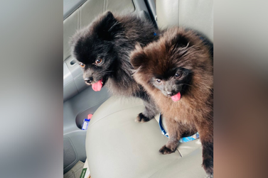 Família procura por Laila, cachorrinha desaparecida na rua Cambé, em Umuarama