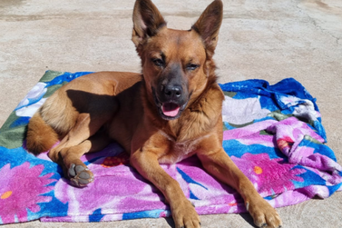 Família procura por Scooby, cachorrinho que desapareceu no bairro Tarumã