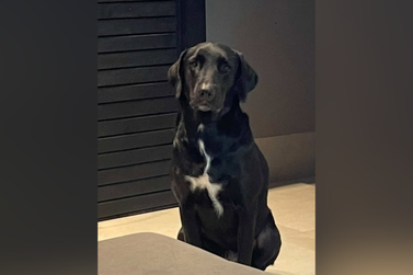 Tutor pede ajuda para encontrar a cachorrinha Jade, que desapareceu em Umuarama
