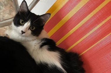 Ajude a encontrar a gatinha Lua, que desapareceu na região central de Umuarama