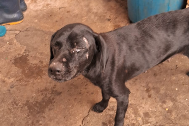 Ajude a mudar uma vida: cachorrinha abandonada precisa de um lar em Umuarama
