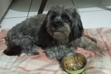 Cachorrinha dócil resgatada em Umuarama está em busca de um novo lar