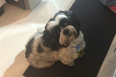 Família busca localizar Algodão, cãozinho desaparecido no Parque Ônix