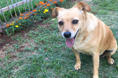 Família pede ajuda para encontrar Linguiça, cachorrinha desaparecida em Umuarama