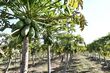 Prefeitura de Umuarama destaca a importância do agricultor para o município