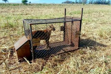 T&eacute;cnicos do IAT capturam e soltam on&ccedil;a-parda encontrada na zona rural de Perobal