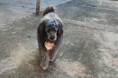 Fam&iacute;lia que encontrou cachorro mobiliza busca por tutores em Umuarama