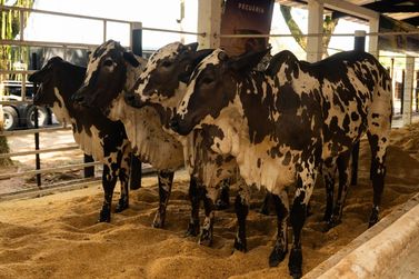 Expo Umuarama realiza primeiro julgamento de Nelore pintado do Paran&aacute;
