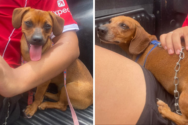 Fam&iacute;lia procura cachorrinhas Meg e Zoe desaparecidas no Jardim Ip&ecirc;, em Umuarama