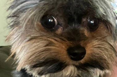 Fam&iacute;lia procura pelo cachorrinho Theo, desaparecido no Jardim Canad&aacute;