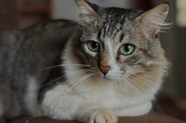 Gatinho Jo&atilde;o desaparece nas proximidades da pra&ccedil;a Miguel Rossafa, em Umuarama