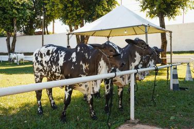 Julgamentos da Expo Umuarama seguem at&eacute; domingo e mostram a for&ccedil;a da gen&eacute;tica