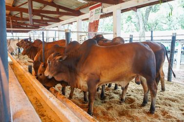 Ra&ccedil;a Sindi estreia na Expo Umuarama e chama aten&ccedil;&atilde;o pela qualidade gen&eacute;tica