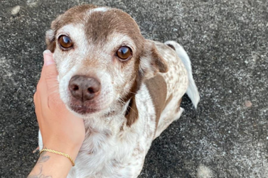 Tutora procura pela cachorrinha Bolota, desaparecida no Ouro Branco, em Umuarama