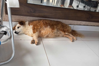 Fam&iacute;lia procura pela cachorrinha Pitucha, desaparecida no bairro M&ocirc;naco, em Umuarama