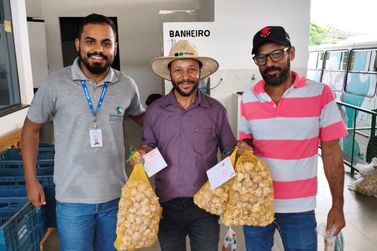 Parceria t&eacute;cnica revitaliza cultivo de alho e fortalece agricultura familiar em Umuarama