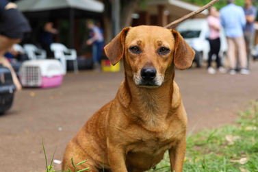 Prefeitura de Mariluz abre inscri&ccedil;&otilde;es para castra&ccedil;&atilde;o gratuita de c&atilde;es e gatos