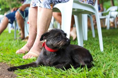 Programa Castra Pet realiza castra&ccedil;&otilde;es de c&atilde;es e gatos em Mariluz nesta quinta-feira