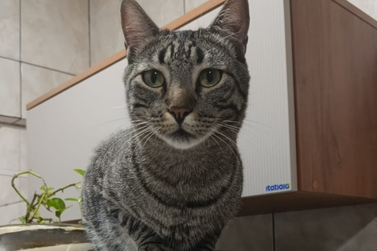 Tutor procura pelo gatinho Nino, desaparecido nas proximidades do Lago Aratimb&oacute;