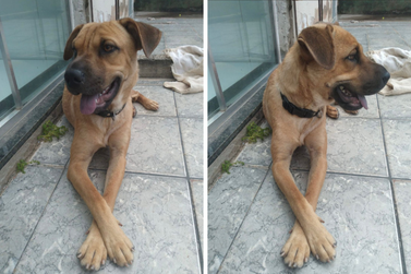 Tutora procura a cachorrinha Mel, desaparecida no Parque Jabuticabeiras, em Umuarama
