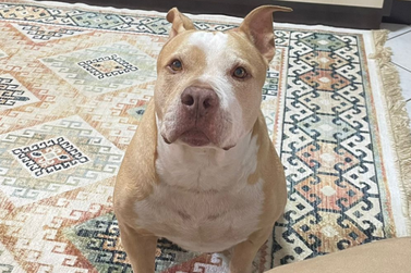 Fam&iacute;lia procura pelo cachorro Hulk, desaparecido na Zona I, em Umuarama