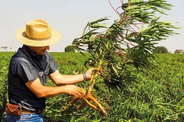 IDR-Paran&aacute; promove dia de campo imersivo focado na rentabilidade da mandiocultura regional