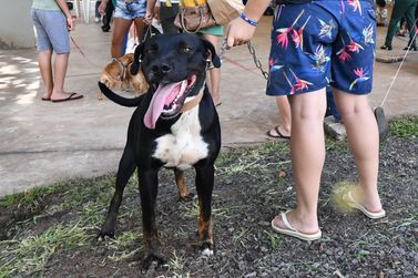 Inscri&ccedil;&otilde;es para a nova edi&ccedil;&atilde;o do Castra+ Paran&aacute; em Umuarama j&aacute; est&atilde;o abertas