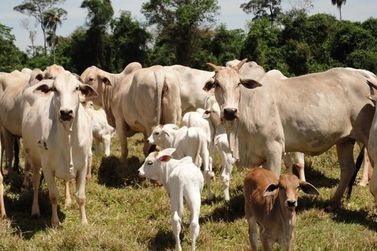 Atualiza&ccedil;&atilde;o de rebanhos atinge 64,4% em Umuarama; campanha encerra no dia 30