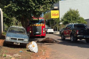 Caso de animal sacrificado ap&oacute;s acidente gera investiga&ccedil;&atilde;o por maus-tratos em Umuarama