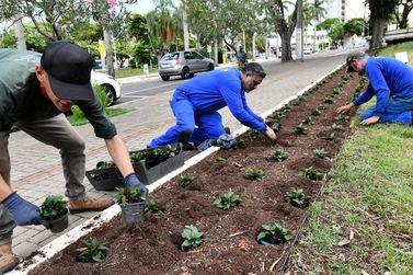 Com plantios e concurso cultural, Umuarama divulga programa&ccedil;&atilde;o do m&ecirc;s do Meio Ambiente