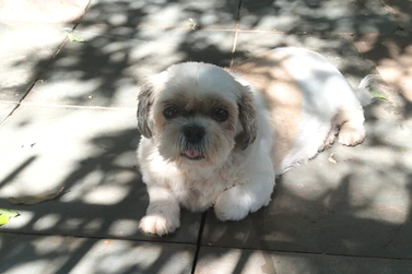 Tutora procura cachorrinha Mel, desaparecida no Jardim Para&iacute;so, em Umuarama