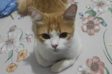 Tutora procura pelo gatinho Garfiel, desaparecido no Jardim Alvorada, em Umuarama